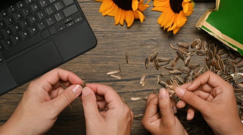 ăn nhiều hạt hướng dương có sao không, lưu ý