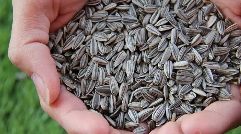 ăn nhiều hạt hướng dương có sao không, tiêu hóa
